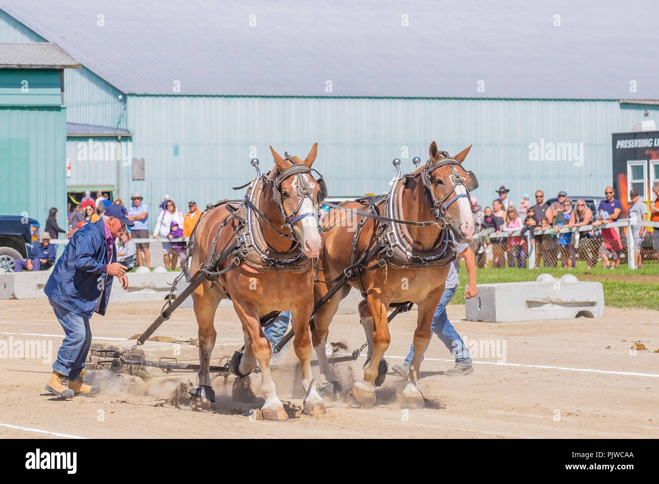 De l'équipe de chevaux de compétition dans un concours de traction Poids à l'échelle locale foire d'automne. Banque D'Images