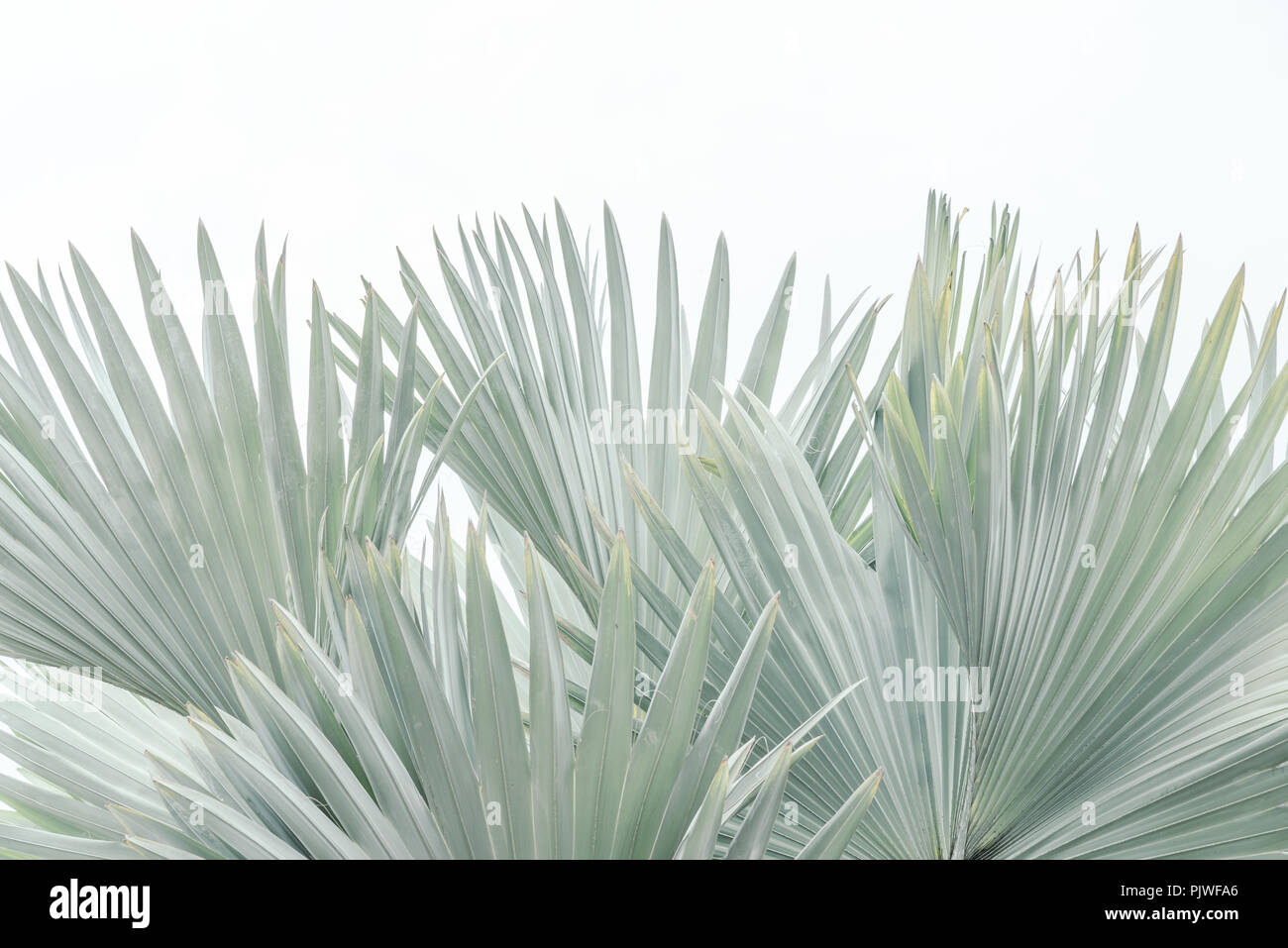 La texture des feuilles de palmier de Bismarck sur fond blanc Banque D'Images