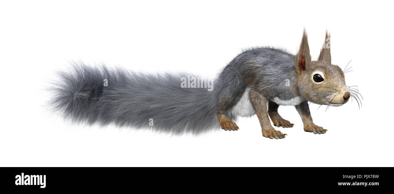 Le rendu 3D d'un écureuil gris isolé sur fond blanc Banque D'Images