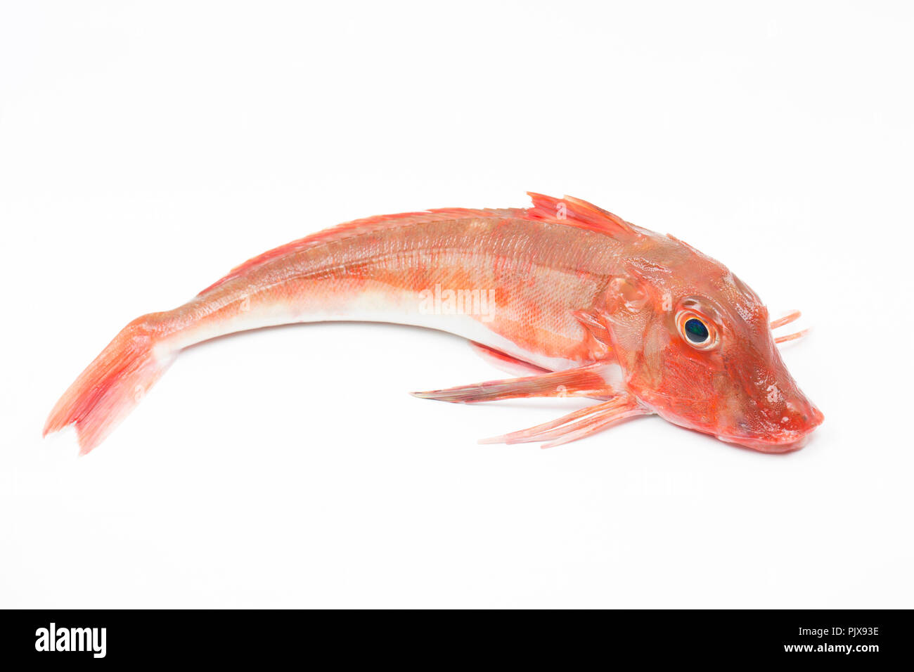Un grondin rouge, Chelidonichthys cuculus, pris sur la tige et la pêche en ligne à partir de la plage de Chesil dans Dorset England UK GB. Photographié sur une zone blanche Banque D'Images