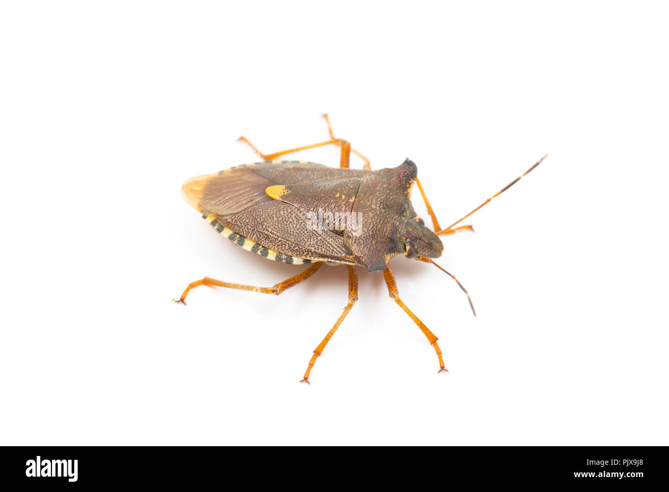 Une forêt Bug, Pentatoma rufipes, photographié sur un fond blanc dans la région de North Dorset England UK GO Banque D'Images