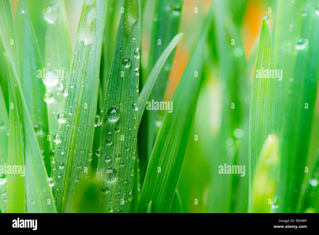 Gouttes d'eau sur l'herbe au printemps Banque D'Images