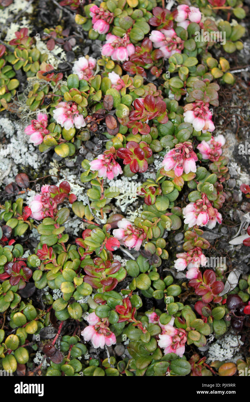 Vaccinium vitis-idaea Airelle rouge Banque D'Images