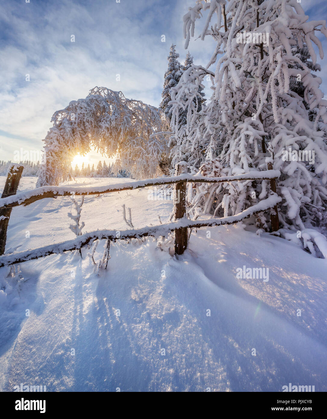 Beau paysage d'hiver dans la forêt de la montagne. Banque D'Images