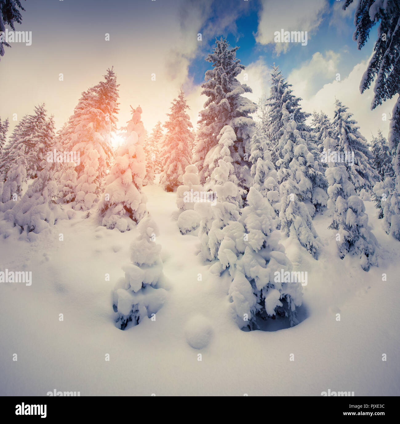 Beau lever du soleil d'hiver dans la forêt de la montagne. Style rétro. Banque D'Images