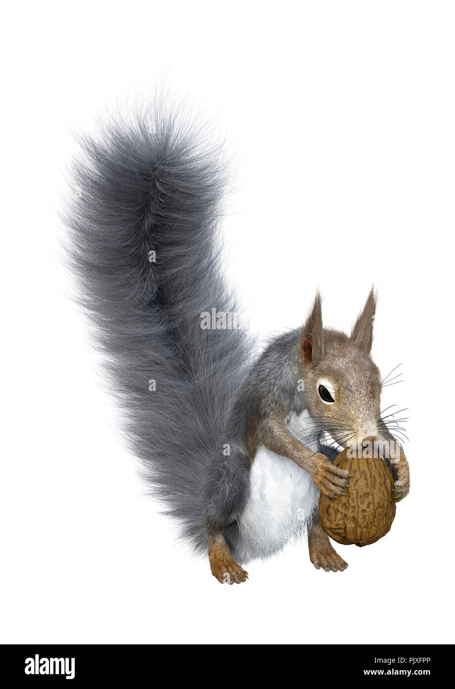 Le rendu 3D d'un écureuil gris isolé sur fond blanc Banque D'Images
