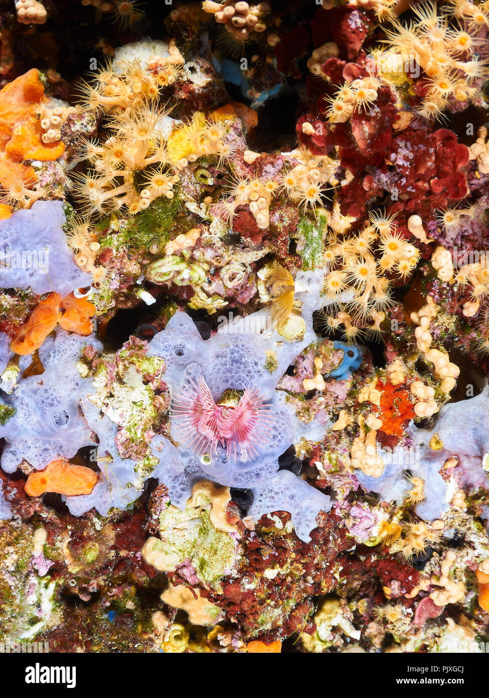 Colonie d'anémone en grappe jaune (Parazoanthus axinellae) avec vers éventail (Serpula vermicularis) et variété d'éponges (Formentera, mer Méditerranée, Espagne Banque D'Images
