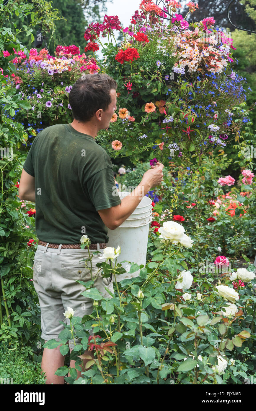 50 jardiniers qui travaillent dans les Jardins Butchart, Victoria, Colombie-Britannique, Canada Banque D'Images