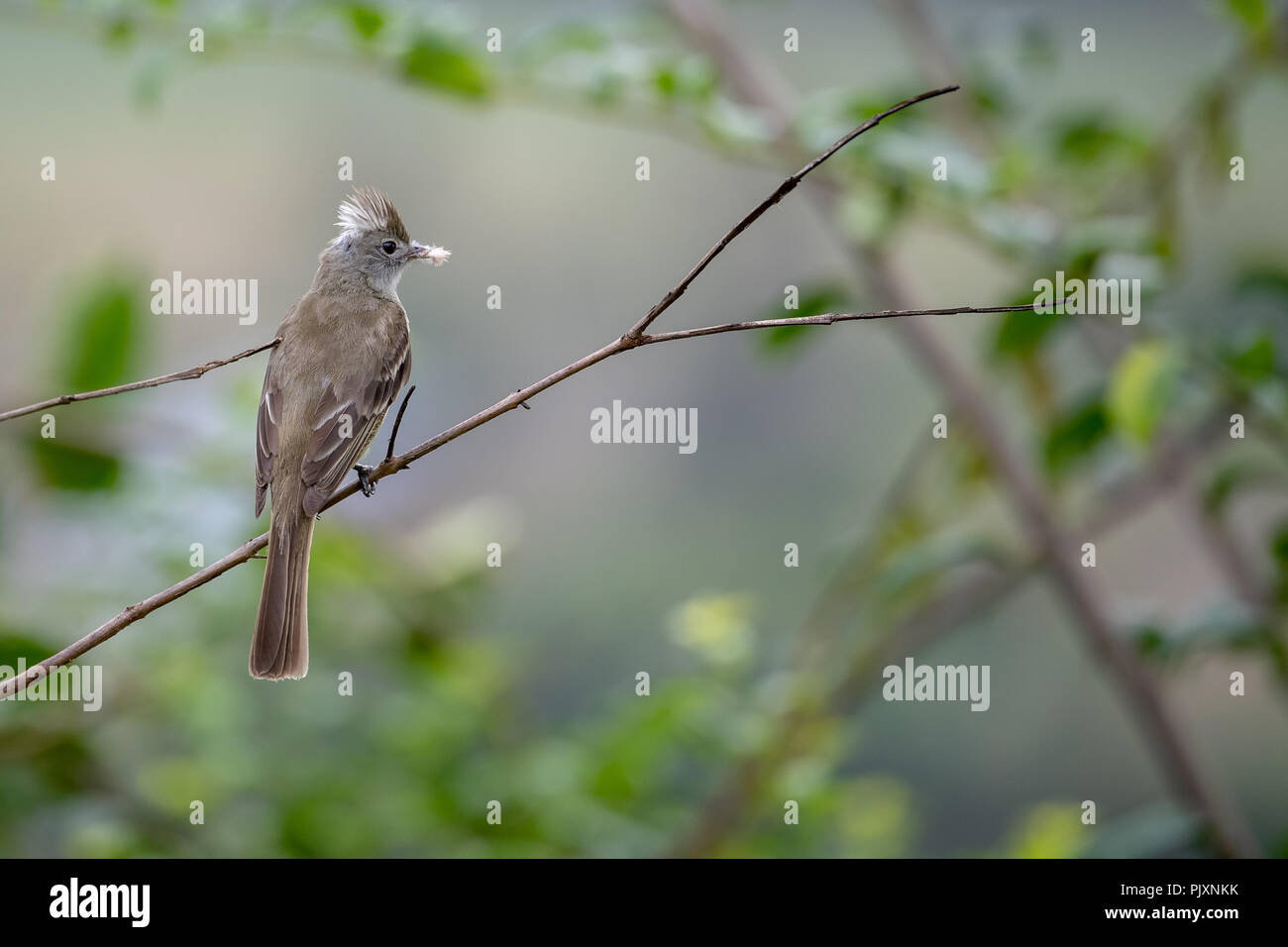 Yellow-bellied Elaenia Elaenia flavogaster () au Costa Rica Banque D'Images