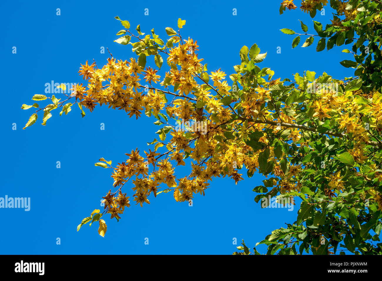 Les rameaux fructifères de charme (Carpinus betulus) en automne. Banque D'Images