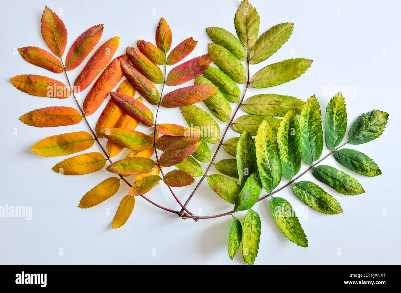 Composition à partir de quatre feuilles multicolores lumineux de ashberry peint dans une palette de couleurs d'automne, close-up, isolé sur fond blanc Banque D'Images