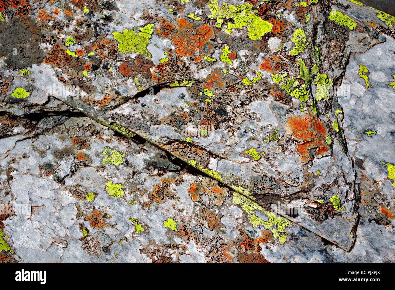 Ardoise avec des taches de lichen, Snowdonia, le Nord du Pays de Galles Banque D'Images