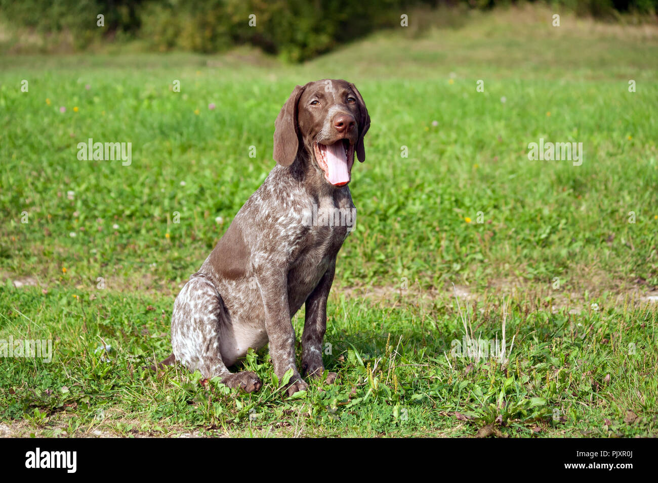 braque allemand un kurtshaar chiot tachete assis sur l herbe verte a exterieur brun et blanc oreilles endroit colorier regarder les yeux photo stock alamy livre de coloriage animal pour