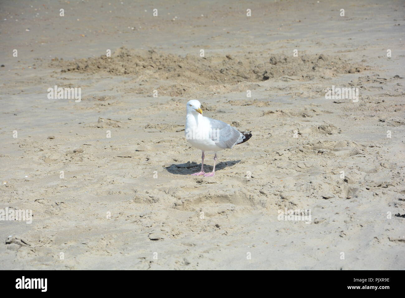 Gull se dresse sur la plage de sable Banque D'Images