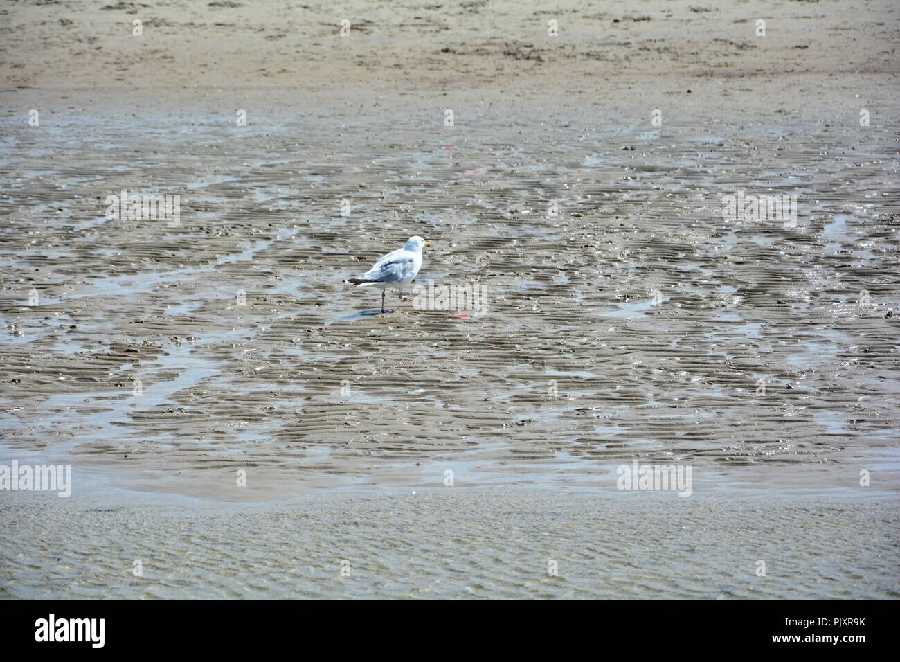 Une mouette se dresse sur la plage de sable humide Banque D'Images