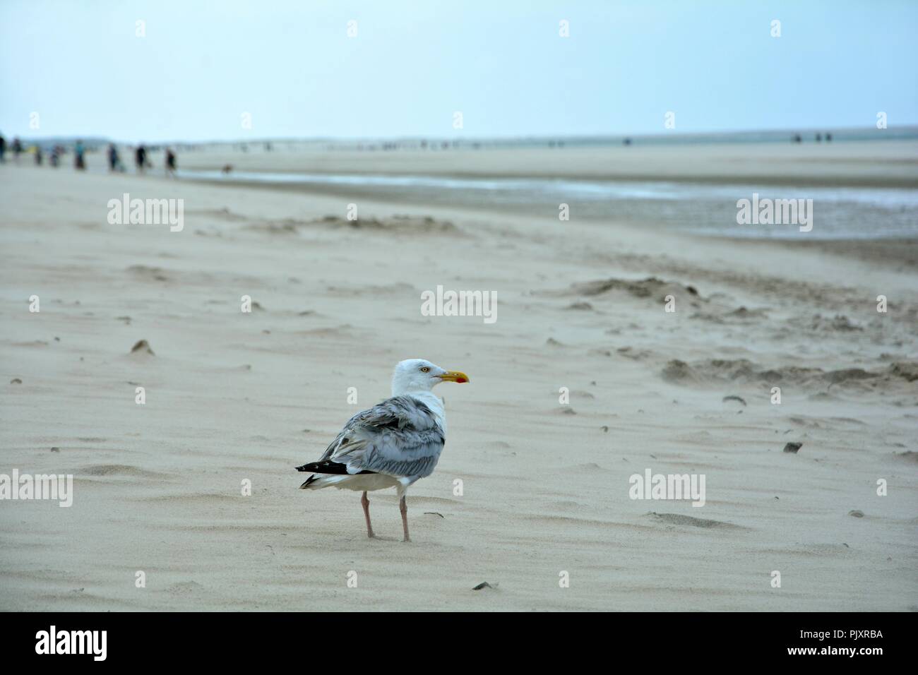 Gull se dresse sur une plage de sable avec des personnes floues en arrière-plan Banque D'Images