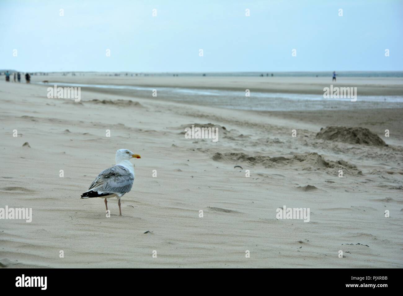 Seagull se dresse sur une plage de sable avec des personnes floues en arrière-plan Banque D'Images