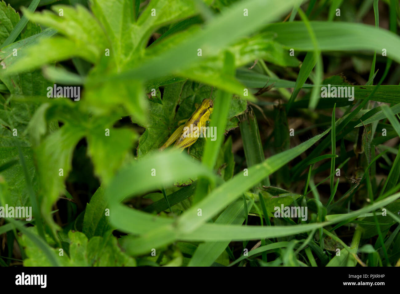 sauterelle jaune parmi le feuillage vert Banque D'Images