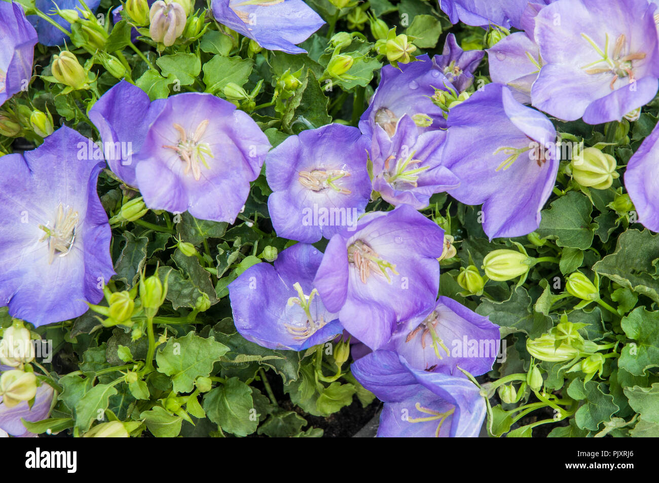 Campanula carpatica Blue Clips. Formant touffe vivace qui est d'un bleu  lavande. Idéal pour les frontières et les conteneurs Photo Stock - Alamy