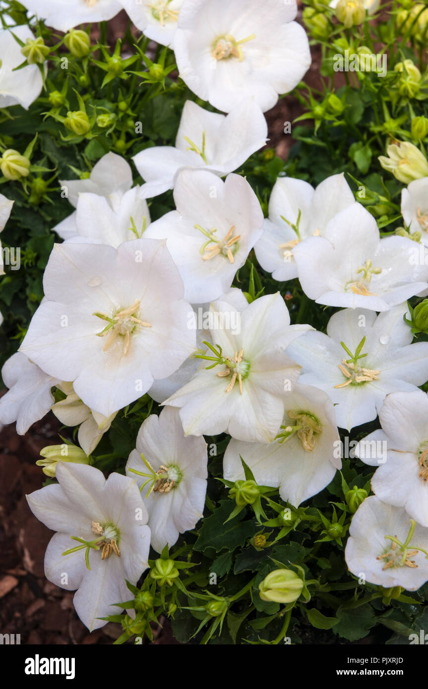 Campanula carpatica clips blancs. C'est vivace formant bouquet blanc pur. Idéal pour les frontières et les conteneurs. Banque D'Images