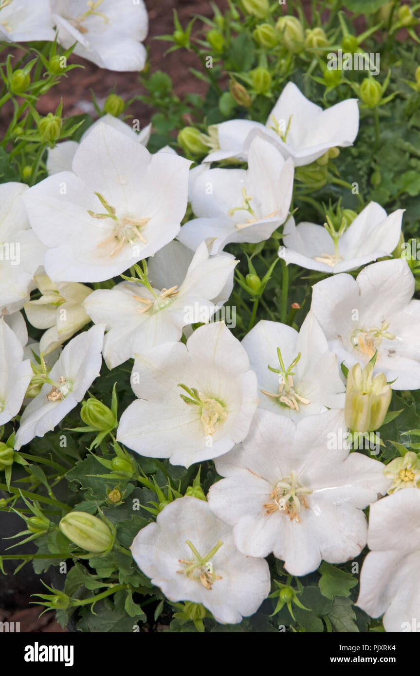 Campanula carpatica clips blancs. C'est vivace formant bouquet blanc pur. Idéal pour les frontières et les conteneurs. Banque D'Images