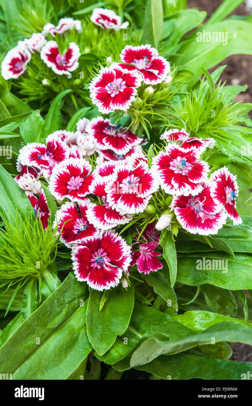 Dianthus Barbarini F1 Red Picotee avec arrière-plan de la feuille verte. Nom commun Sweet William. Banque D'Images