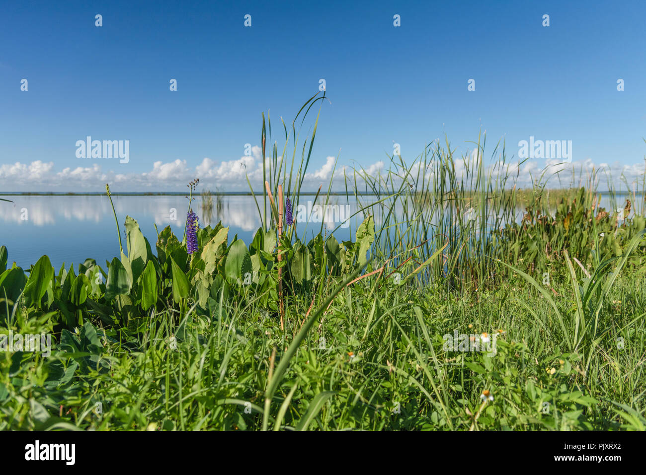 Lac Apopka Floride Horizon Banque D'Images