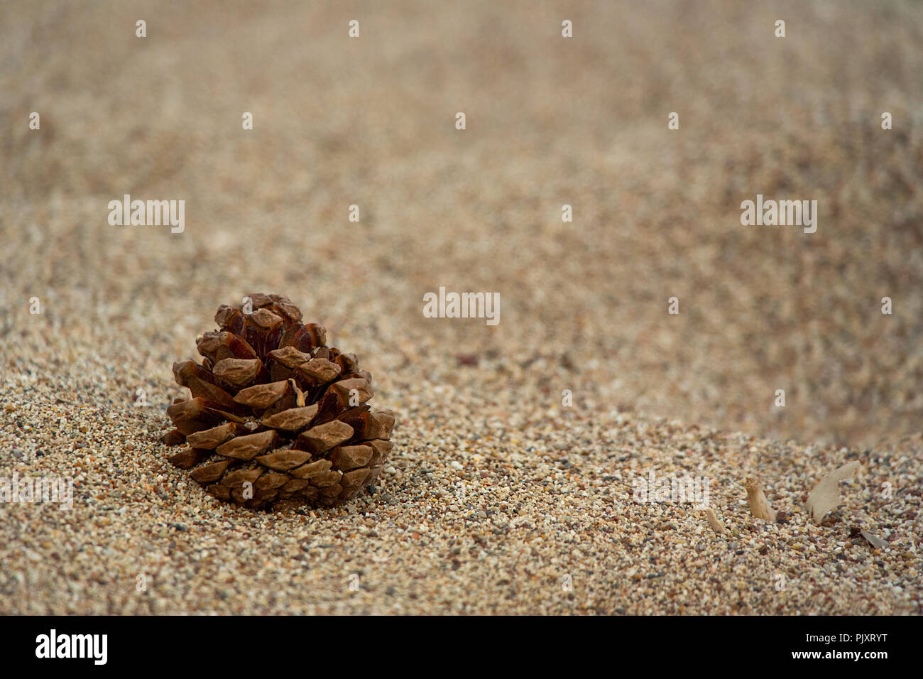 Un gros plan d'un seul cône pin solitaire sur une plage de sable par le vent. Banque D'Images