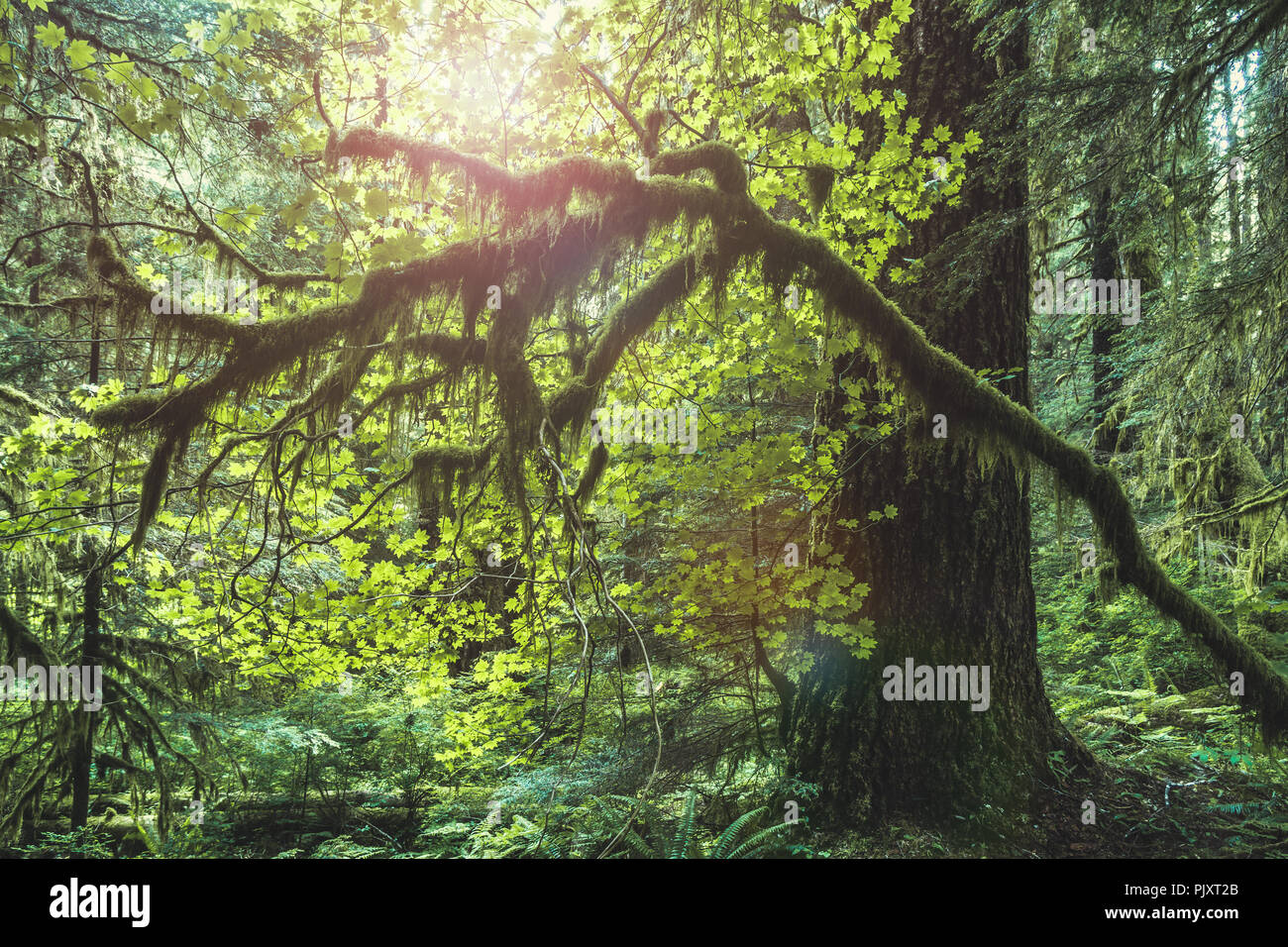 À l'intérieur de Sol Duc avec la forêt arbres moussus, Olympic National Park, Washington State, USA. Banque D'Images