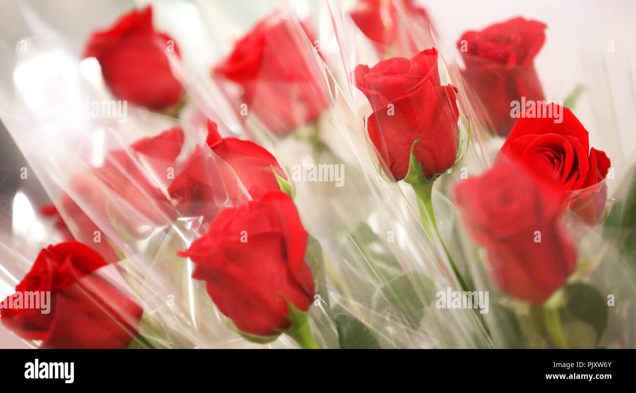 Bouquet romantique d'un certain nombre de longue tige roses rouge vif. Fleurs rose clair enveloppé dans l'emballage en plastique. La Saint Valentin cadeau pour des êtres chers Banque D'Images