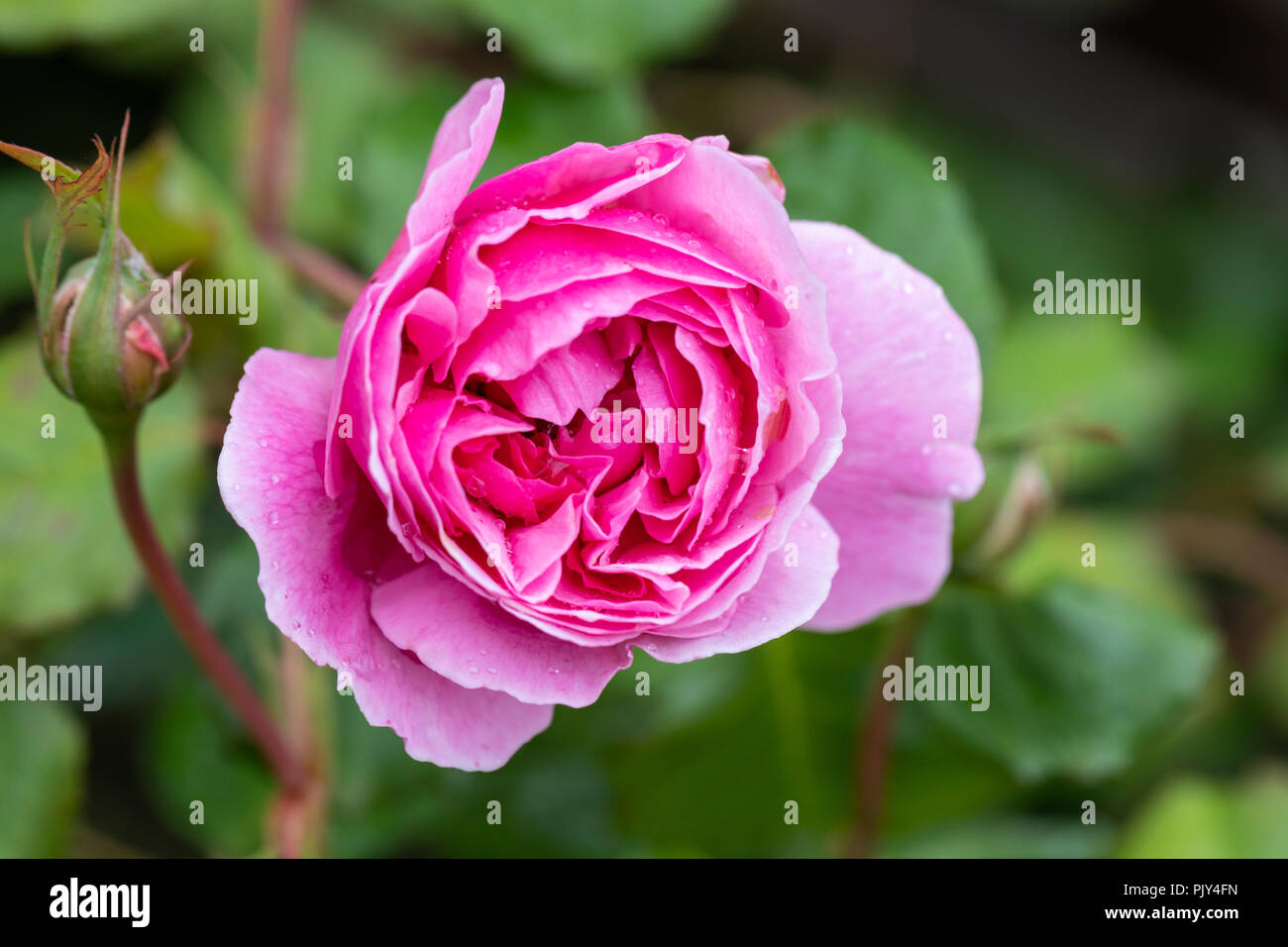 Gros plan sur la rose rose - Rosa Maid Marion, Royaume-Uni Banque D'Images