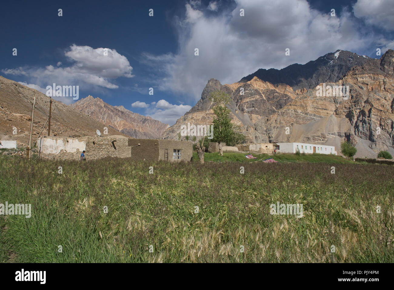 Des champs de blé en Pasor dans la Vallée de Bartang, au Tadjikistan. Banque D'Images