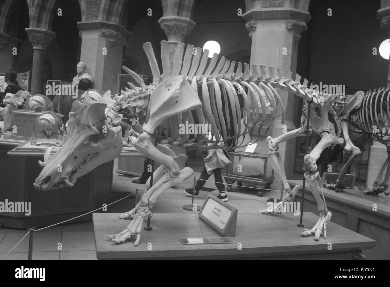 La photographie a été prise du squelette d'un dinosaure au Musée d'Histoire Naturelle d'Oxford, Royaume-Uni en mars 2017. Banque D'Images