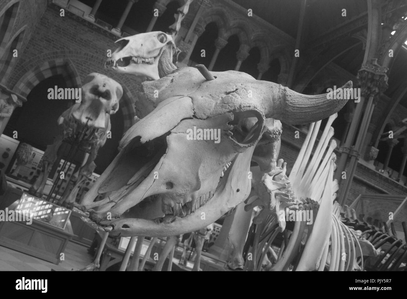 La photographie a été prise du squelette d'un dinosaure au Musée d'Histoire Naturelle d'Oxford, Royaume-Uni en mars 2017. Banque D'Images