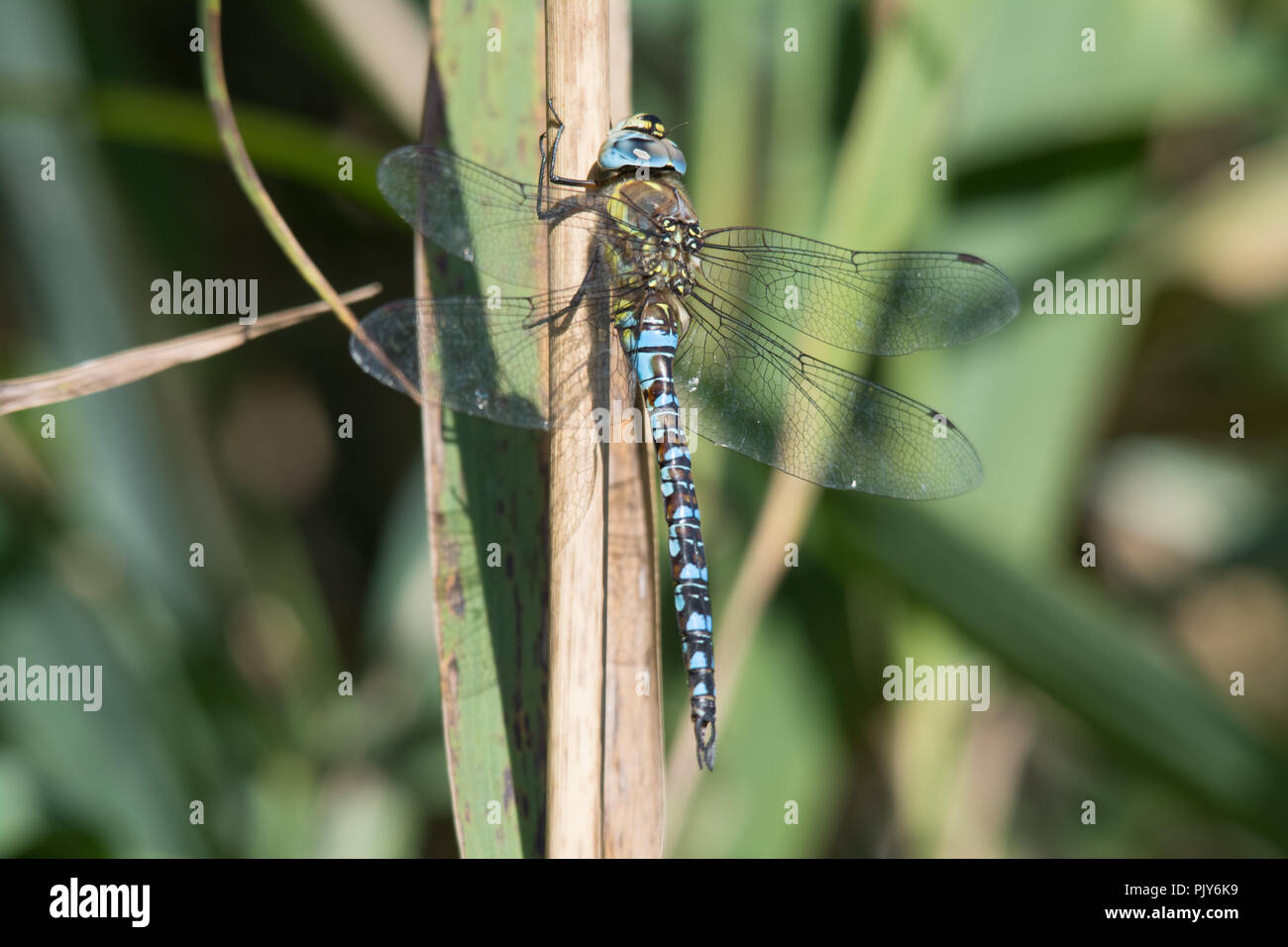 Hawker migrants dragonfly (Aeshna mixta) Banque D'Images