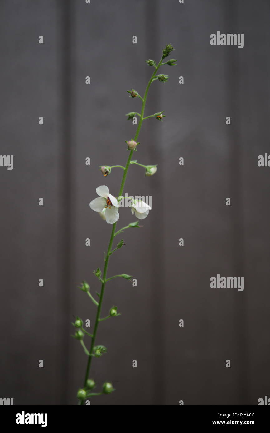 La lutte contre les mauvaises herbes dans le jardin de fleurs blanches Banque D'Images