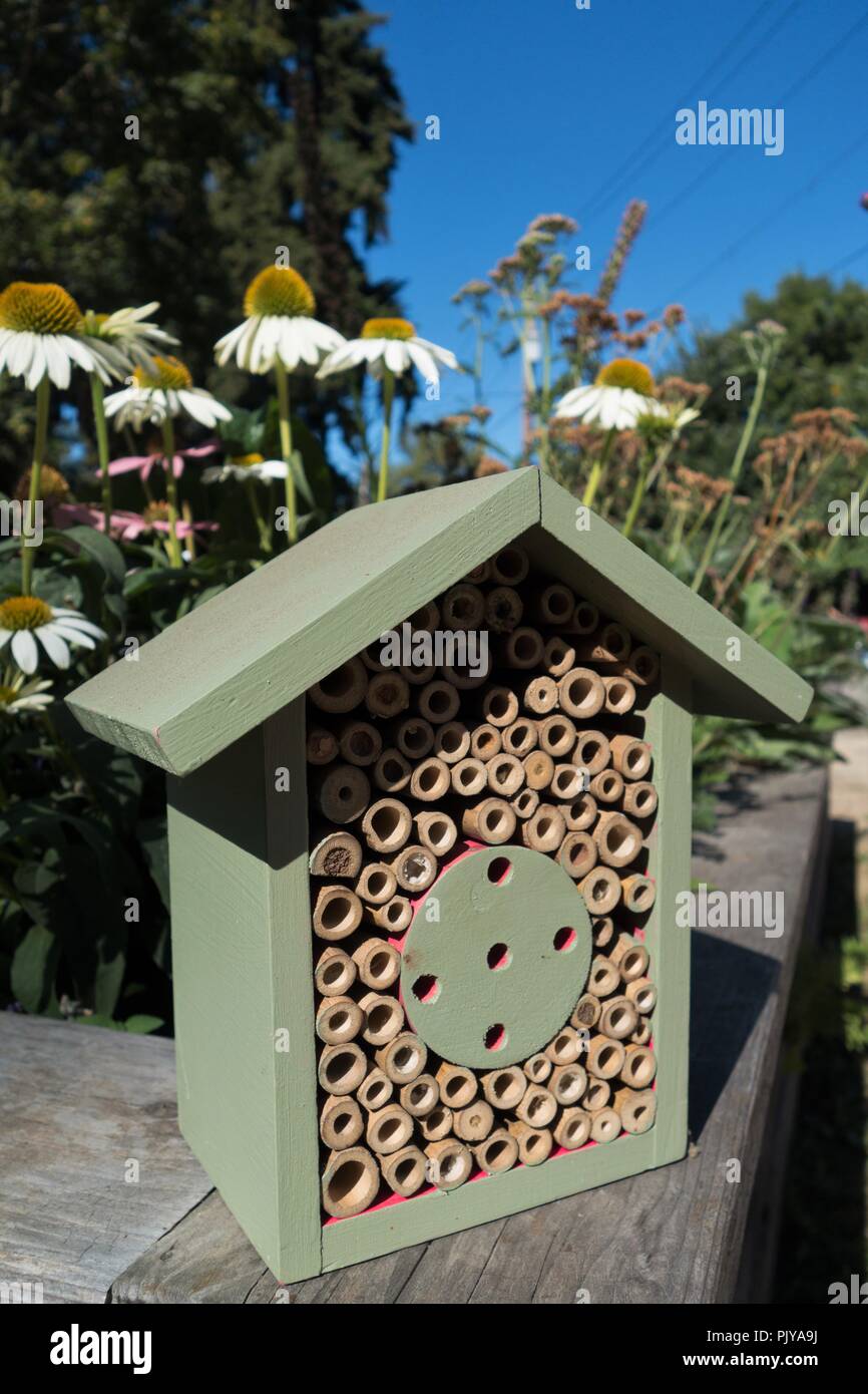 Une abeille maçonne maison dans un jardin. Banque D'Images