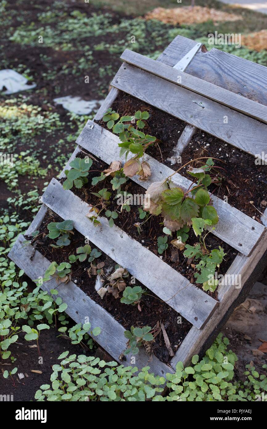 Une palette en bois jardin, plié. Banque D'Images