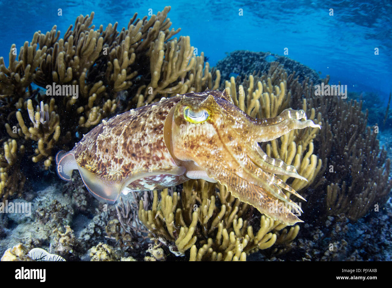 Un broadclub adultes la seiche, Sepia latimanus, sur le récif à Sebayur Island, la mer de Flores, en Indonésie Banque D'Images