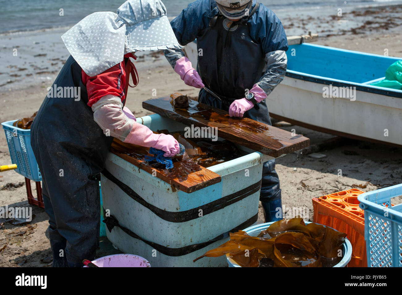 Les travailleurs des pêches coupées pour le séchage des algues récoltées sur une plage à Kurihama, Préfecture de Kanazawa, Japon, le 30 avril 2009. Connus collectivement comme kais Banque D'Images