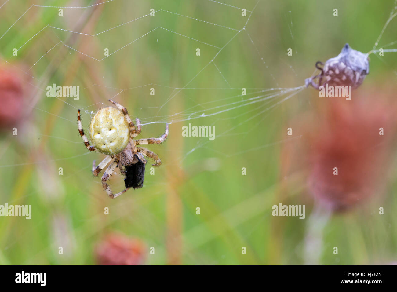 4 spots Orb Web Spider, Araneus quadratus, avec les proies. Whitelye, Monmouthshire, commune du Pays de Galles. Araneidae famille. Banque D'Images