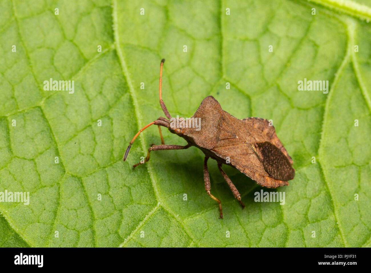 Coreus marginatus, Bug Dock, Monmouthshire, Wales, septembre. Famille Coréidés. Banque D'Images