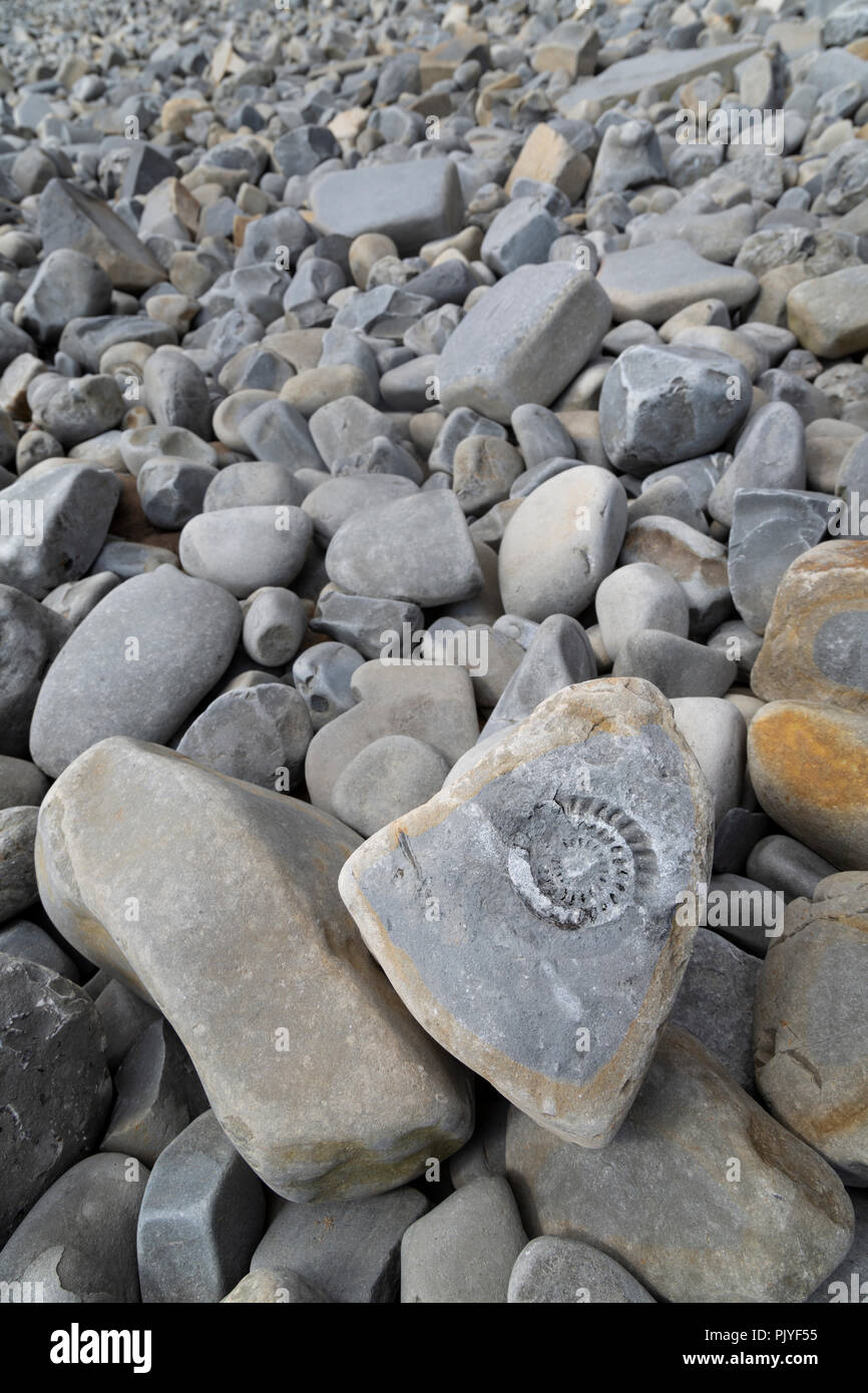 Ammonite fossile sur la plage de Lavernock Point, Glamorgan, Pays de Galles, Royaume-Uni Banque D'Images