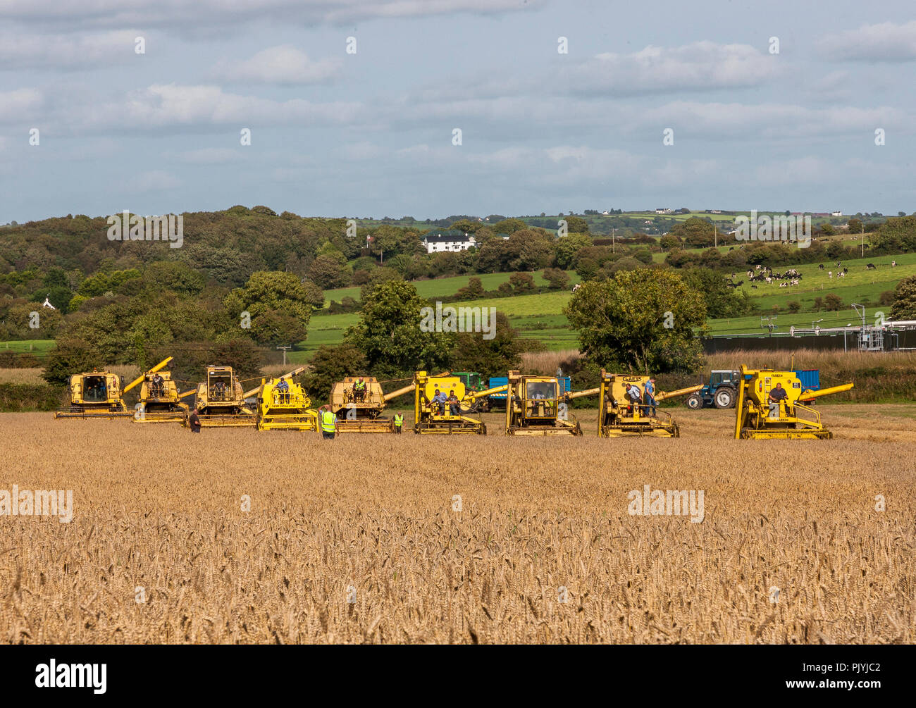 Tour du lac, Cork, Irlande. 9 Septembre 2018.neuf moissonneuses batteuses couper un fiel de blé à l'Ouest de Cork Vintage labourer et battage qui a eu lieu à Barryshall Co.Cork Timoleague. Crédit : David Creedon/Alamy Live News Banque D'Images