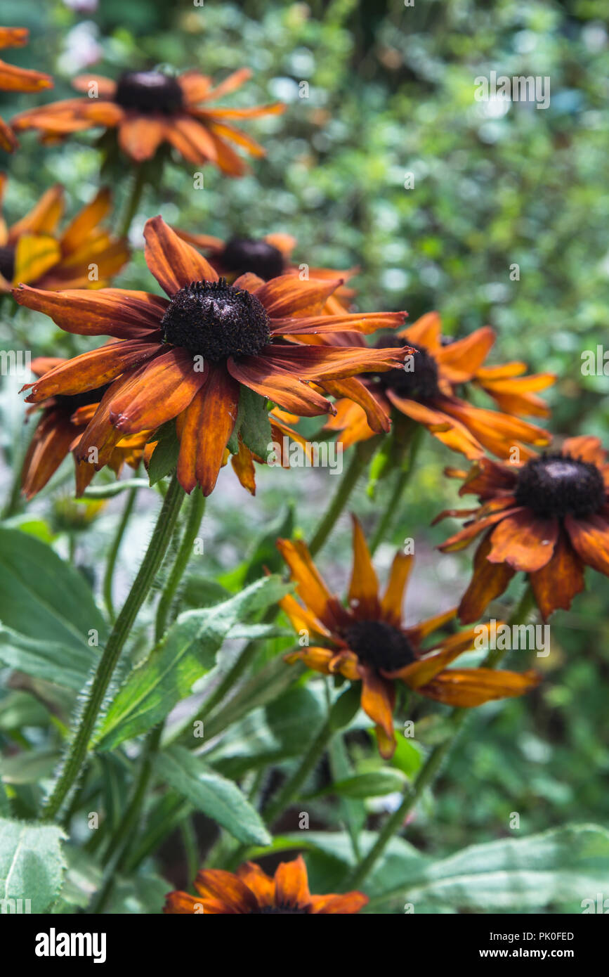 L'été des fleurs orange de l'Echibeckia Rudbecki vivace herbacée ou Summerina Orange dans un jardin. Banque D'Images