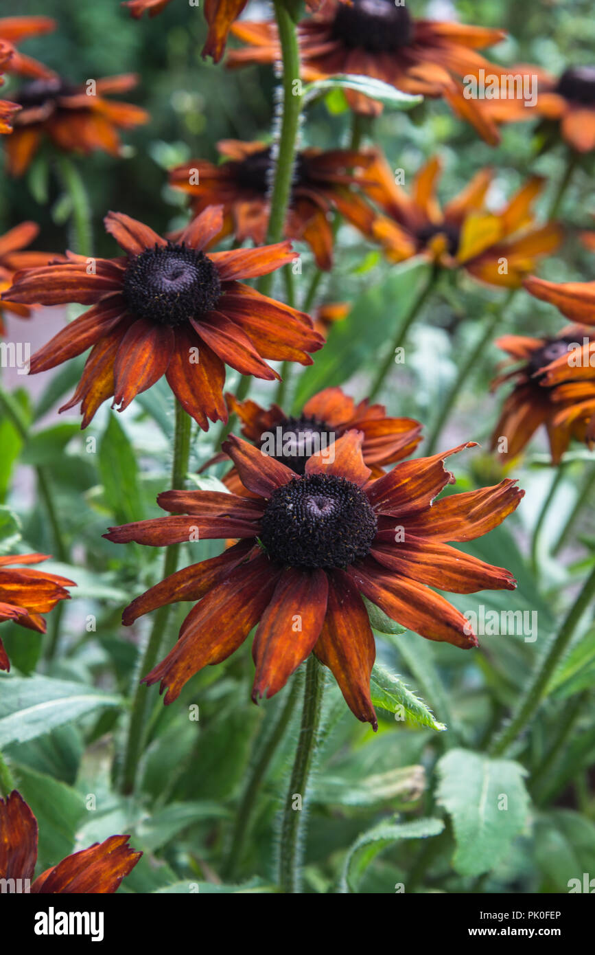 L'été des fleurs orange de l'Echibeckia Rudbecki vivace herbacée ou Summerina Orange dans un jardin. Banque D'Images