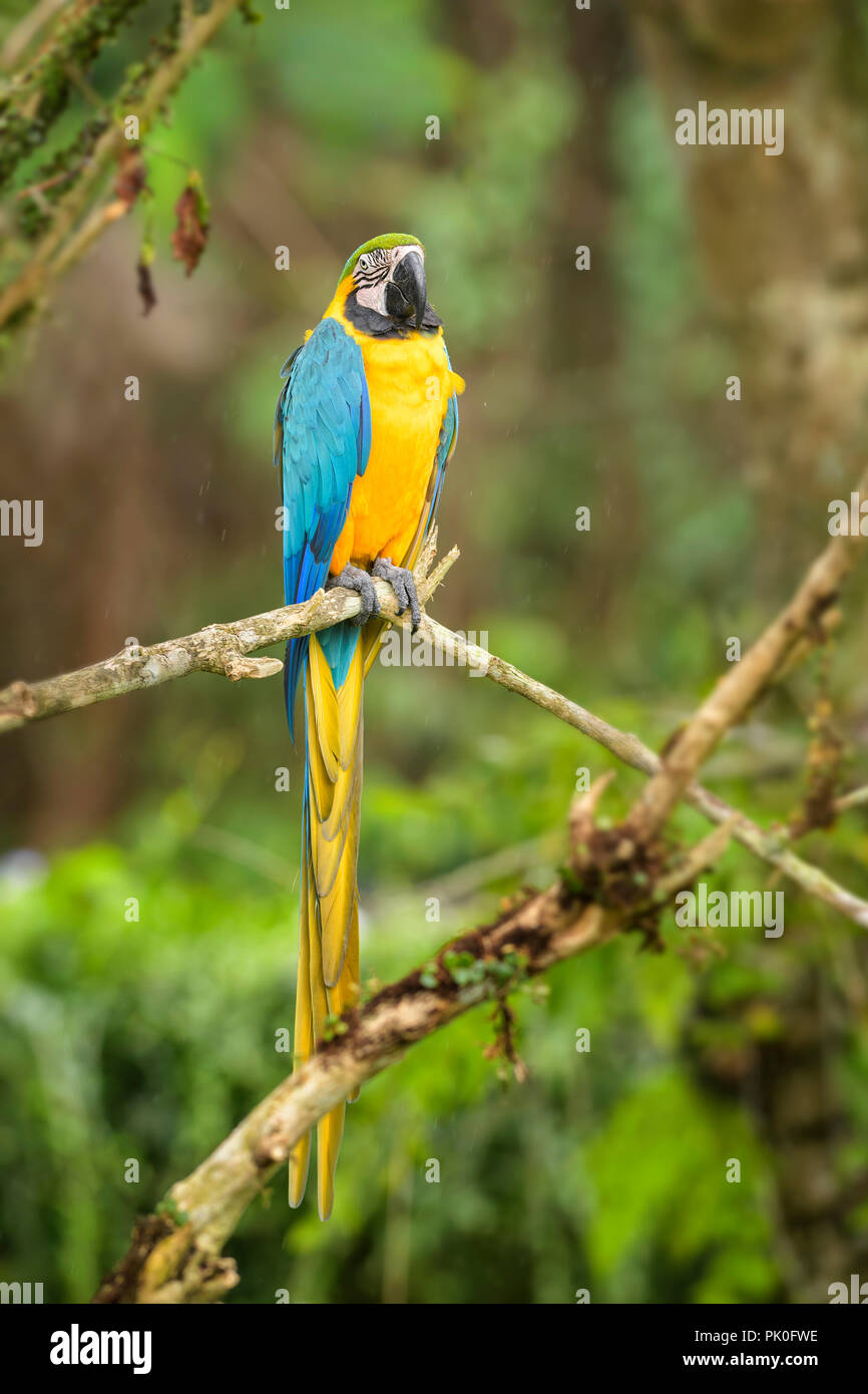 Blue-and-yellow Macaw - Ara ararauna, grand beau perroquet coloré de l'Amérique du Sud les forêts et les terres boisées. Banque D'Images