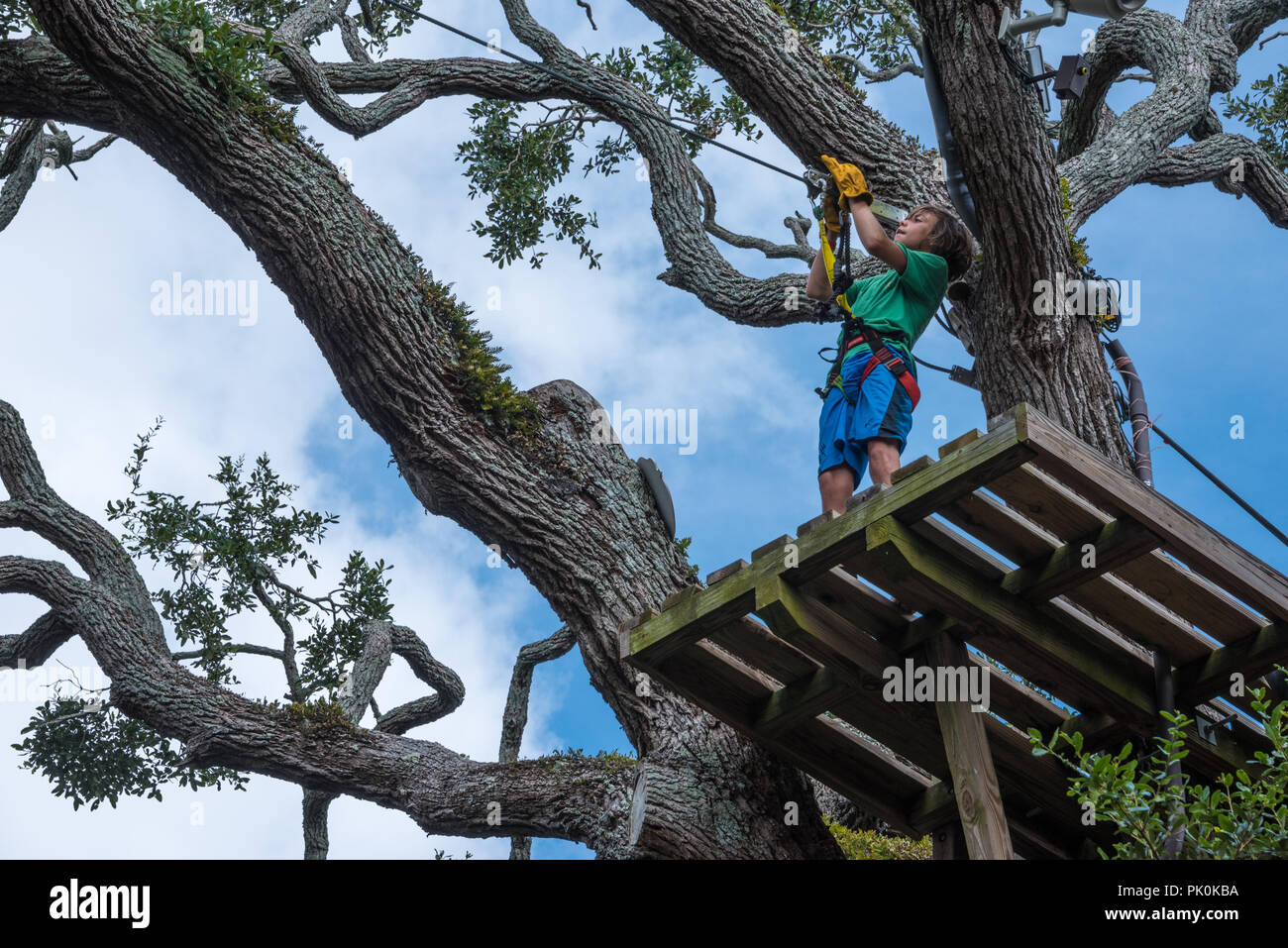 Jeune garçon contrôle du système d'assurage continu sur une plate-forme de la cime à la traversée de crocodile bien sûr zip line au-dessus de la rue Augustine Alligator Farm. Banque D'Images