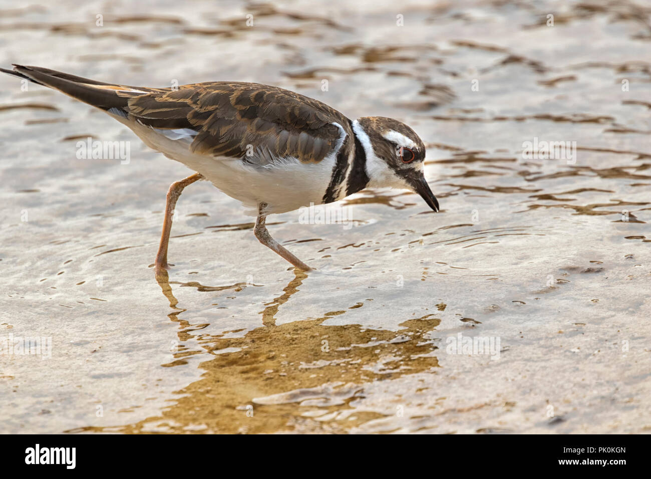 Le Pluvier kildir (Charadrius vociferus) alimentation dans des Mammoth Hot Springs, Parc National de Yellowstone Banque D'Images