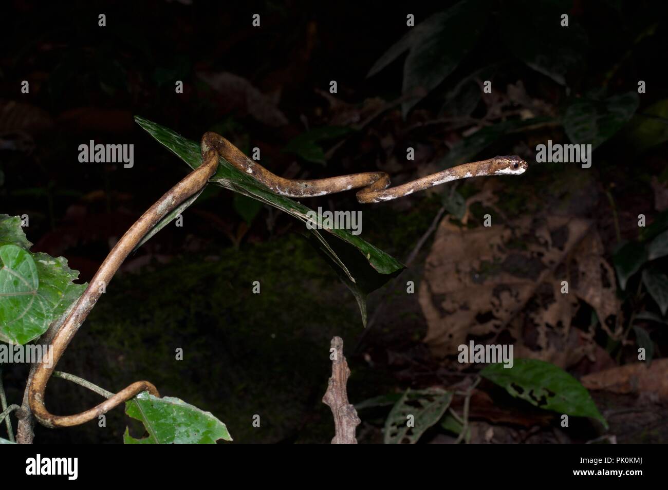 Un escargot à tête de serpent manger-Aplopeltura (BOA) de nuit dans le parc national du Gunung Mulu, Sarawak, l'Est de la Malaisie, Bornéo Banque D'Images